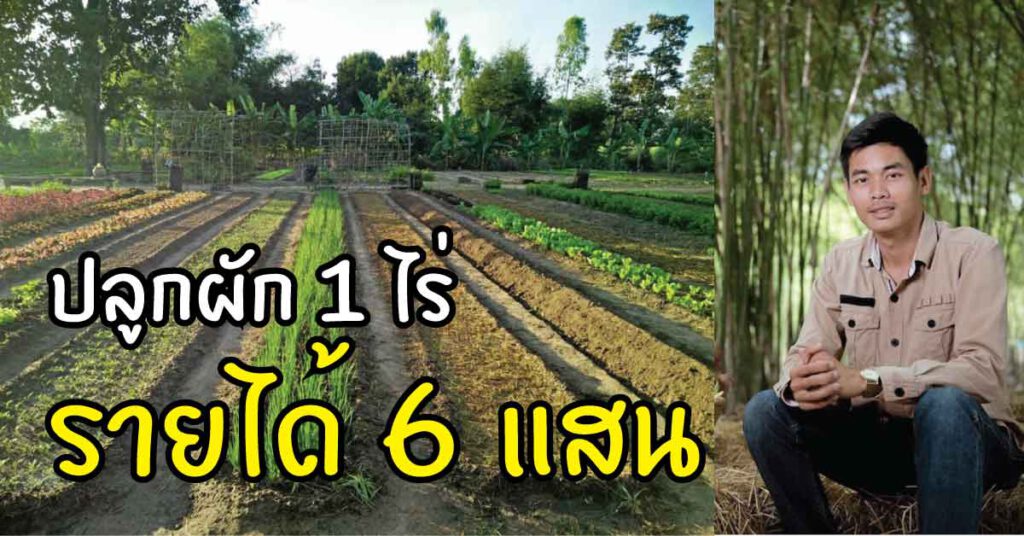 ใช้ทฤษฎีพ่อ+ตำราอิสราเอล สวนผัก 1 ไร่ รายได้ 6 แสน