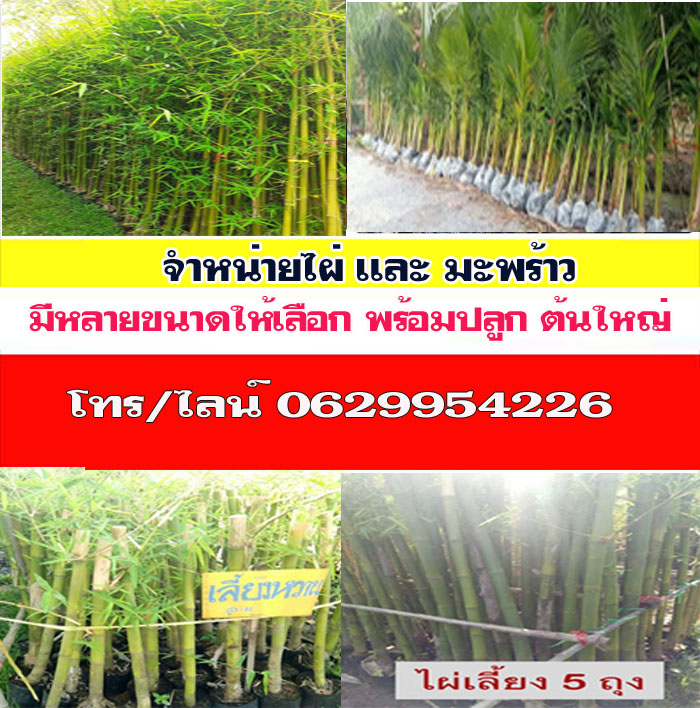 ขายพันธุ์ไผ่เขตบางซื่อ