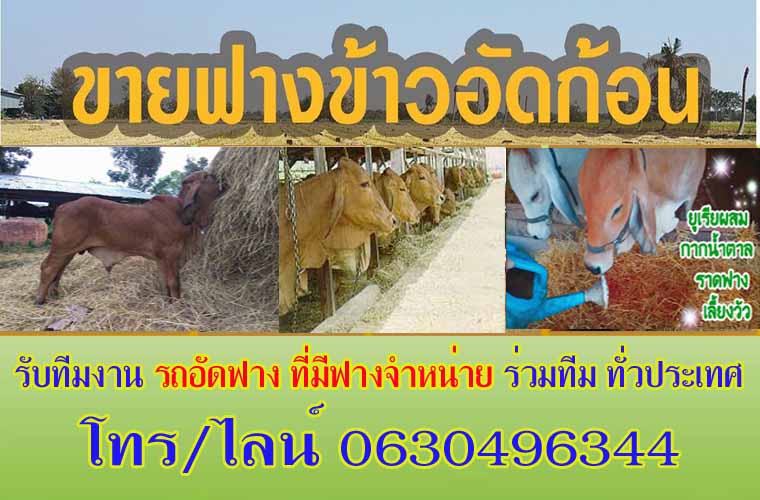 ขายปุ๋ยคอกสุพรรณบุรี